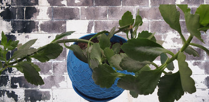 Indoor Planter Pot with Drainage- Innovative Web 3D Printed  for Flower and Succulents, Home and Office Décor